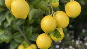 Preview wallpaper lemons, citrus, branches, leaves, macro