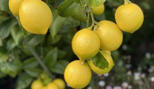 Preview wallpaper lemons, citrus, branches, leaves, macro