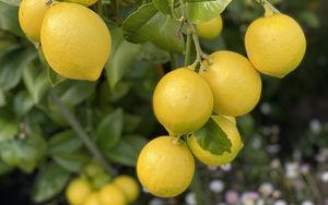 Preview wallpaper lemons, citrus, branches, leaves, macro