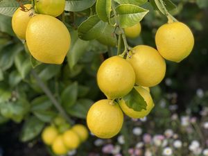 Preview wallpaper lemons, citrus, branches, leaves, macro