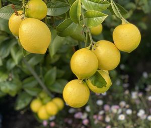 Preview wallpaper lemons, citrus, branches, leaves, macro