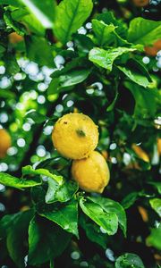 Preview wallpaper lemons, fruit, branches, leaves, wet