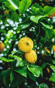 Preview wallpaper lemons, fruit, branches, leaves, wet