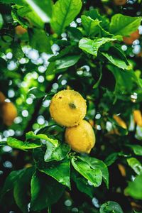 Preview wallpaper lemons, fruit, branches, leaves, wet