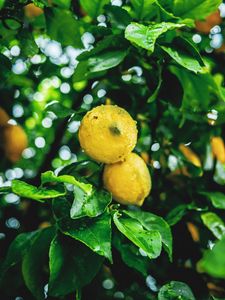 Preview wallpaper lemons, fruit, branches, leaves, wet