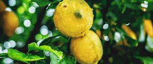 Preview wallpaper lemons, fruit, branches, leaves, wet