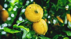 Preview wallpaper lemons, fruit, branches, leaves, wet