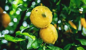 Preview wallpaper lemons, fruit, branches, leaves, wet