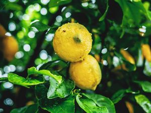 Preview wallpaper lemons, fruit, branches, leaves, wet