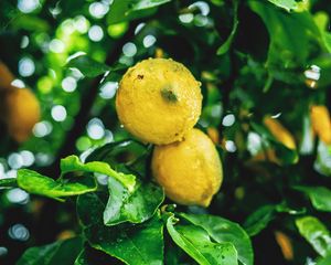 Preview wallpaper lemons, fruit, branches, leaves, wet