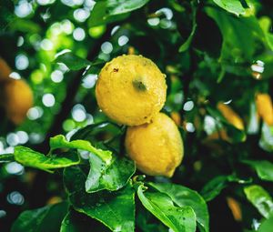 Preview wallpaper lemons, fruit, branches, leaves, wet