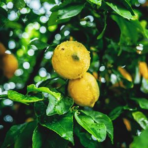 Preview wallpaper lemons, fruit, branches, leaves, wet