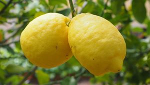 Preview wallpaper lemons, fruit, citrus, branch