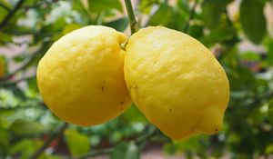 Preview wallpaper lemons, fruit, citrus, branch