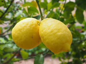 Preview wallpaper lemons, fruit, citrus, branch