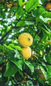 Preview wallpaper lemons, fruit, citrus, wet, yellow, branch