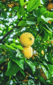 Preview wallpaper lemons, fruit, citrus, wet, yellow, branch