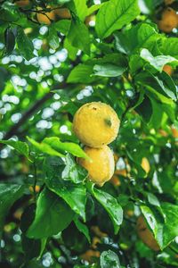 Preview wallpaper lemons, fruit, citrus, wet, yellow, branch