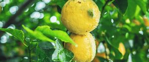 Preview wallpaper lemons, fruit, citrus, wet, yellow, branch