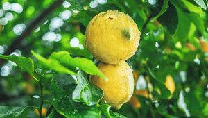 Preview wallpaper lemons, fruit, citrus, wet, yellow, branch