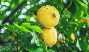 Preview wallpaper lemons, fruit, citrus, wet, yellow, branch