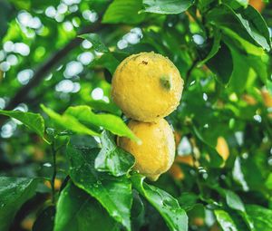 Preview wallpaper lemons, fruit, citrus, wet, yellow, branch