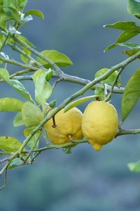 Preview wallpaper lemons, fruit, tree, branch