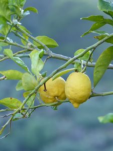 Preview wallpaper lemons, fruit, tree, branch