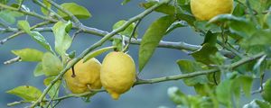 Preview wallpaper lemons, fruit, tree, branch