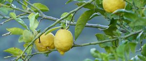 Preview wallpaper lemons, fruit, tree, branch