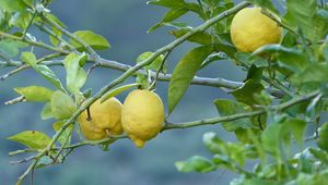 Preview wallpaper lemons, fruit, tree, branch
