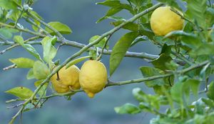 Preview wallpaper lemons, fruit, tree, branch
