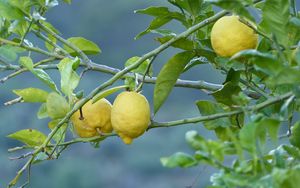 Preview wallpaper lemons, fruit, tree, branch