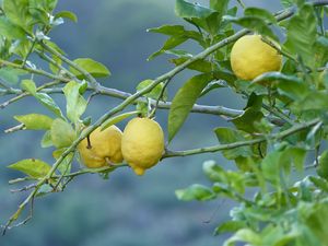 Preview wallpaper lemons, fruit, tree, branch