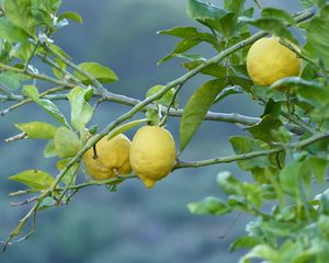 Preview wallpaper lemons, fruit, tree, branch