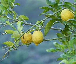 Preview wallpaper lemons, fruit, tree, branch