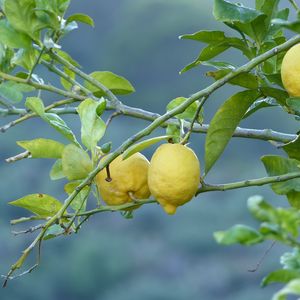 Preview wallpaper lemons, fruit, tree, branch