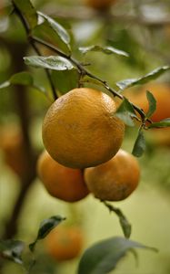 Preview wallpaper lemons, fruits, citrus, branches, leaves, macro