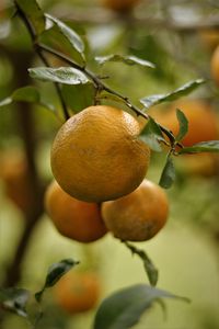 Preview wallpaper lemons, fruits, citrus, branches, leaves, macro