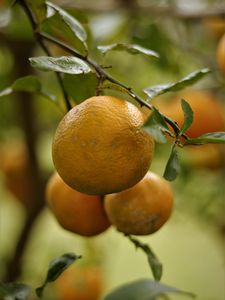 Preview wallpaper lemons, fruits, citrus, branches, leaves, macro