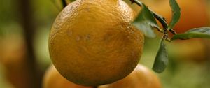 Preview wallpaper lemons, fruits, citrus, branches, leaves, macro