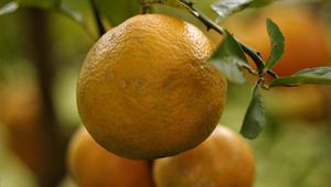 Preview wallpaper lemons, fruits, citrus, branches, leaves, macro