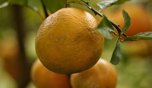 Preview wallpaper lemons, fruits, citrus, branches, leaves, macro