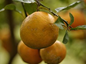 Preview wallpaper lemons, fruits, citrus, branches, leaves, macro