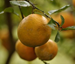 Preview wallpaper lemons, fruits, citrus, branches, leaves, macro