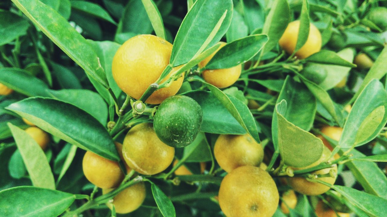 Wallpaper lemons, tree, branch, fruit tree