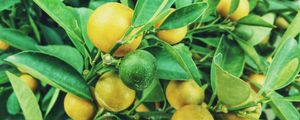 Preview wallpaper lemons, tree, branch, fruit tree