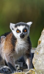 Preview wallpaper lemur, animal, blur, wildlife