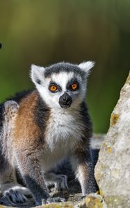 Preview wallpaper lemur, animal, blur, wildlife