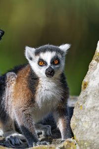 Preview wallpaper lemur, animal, blur, wildlife